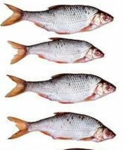 Beste recensies van 🥰 Prebaits Voorn Middel - Dood Aas - Wit 🎁 -Kamperen-outdoor Verkoopwinkel 495x840 2