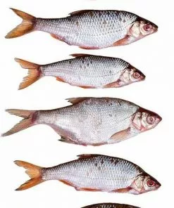 Beste recensies van 🥰 Prebaits Voorn Middel - Dood Aas - Wit 🎁