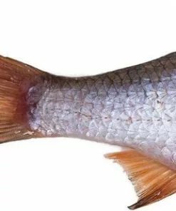 Beste recensies van 🥰 Prebaits Voorn Middel - Dood Aas - Wit 🎁 -Kamperen-outdoor Verkoopwinkel 550x309 21