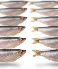 Goedkoopste 😀 Prebaits Doodaas Sprot - Vacuüm Verpakt | 8-13CM | 10-18ST | Dood Aas | Dood Aas Vissen | Aas Vissen | Deadbait | Roofvissen | Snoek Aas | Snoek Vissen | Snoekbaars 👏