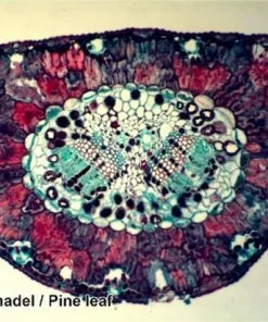 Begroting 🧨 Bresser Preparaten- Voorgeprepareerd - Geschikt Voor Doorzichtmicroscopen - 100 Stuks - Microbiologie & Celbiologie ⌛ -Kamperen-outdoor Verkoopwinkel 550x412 48