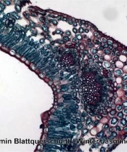 Begroting 🧨 Bresser Preparaten- Voorgeprepareerd - Geschikt Voor Doorzichtmicroscopen - 100 Stuks - Microbiologie & Celbiologie ⌛ -Kamperen-outdoor Verkoopwinkel 550x412 50