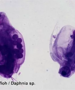 Begroting 🧨 Bresser Preparaten- Voorgeprepareerd - Geschikt Voor Doorzichtmicroscopen - 100 Stuks - Microbiologie & Celbiologie ⌛ -Kamperen-outdoor Verkoopwinkel 550x412 51