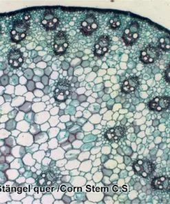 Begroting 🧨 Bresser Preparaten- Voorgeprepareerd - Geschikt Voor Doorzichtmicroscopen - 100 Stuks - Microbiologie & Celbiologie ⌛ -Kamperen-outdoor Verkoopwinkel 550x412 52