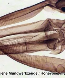 Begroting 🧨 Bresser Preparaten- Voorgeprepareerd - Geschikt Voor Doorzichtmicroscopen - 100 Stuks - Microbiologie & Celbiologie ⌛ -Kamperen-outdoor Verkoopwinkel 550x412 53