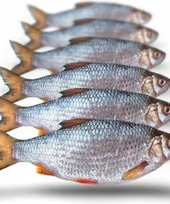 Beste recensies van 🥰 Prebaits Voorn Middel - Dood Aas - Wit 🎁 -Kamperen-outdoor Verkoopwinkel 550x472 4